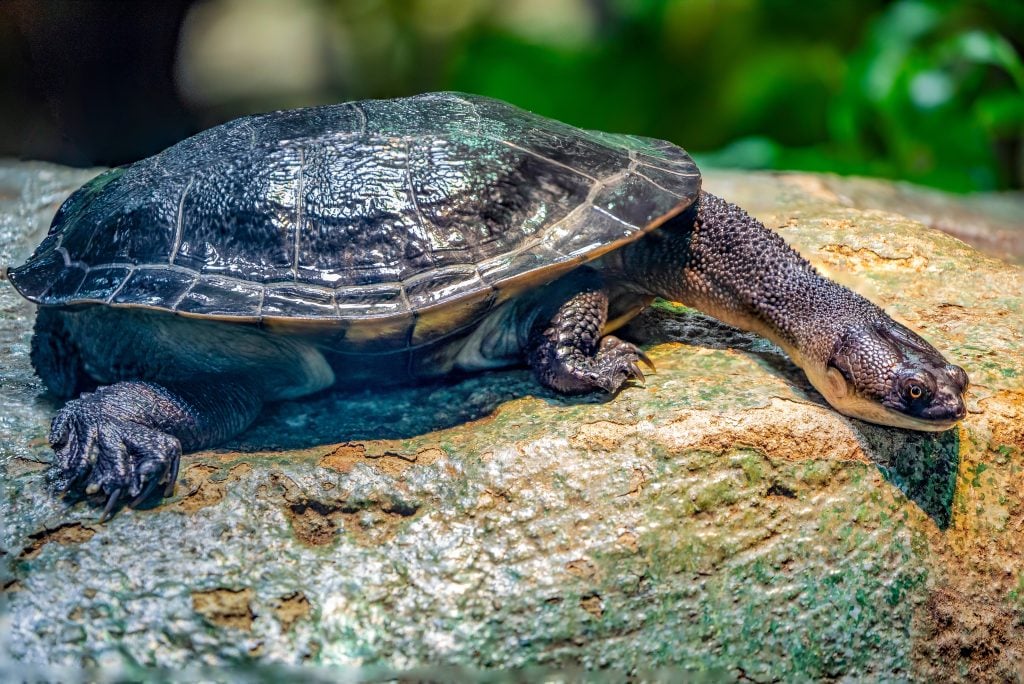 The Roti Island snake-necked turtle (Chelodina mccordi ) is a critically endangered turtle species from Rote Island in Indonesia.The color of the carapace is a pale grey brown.