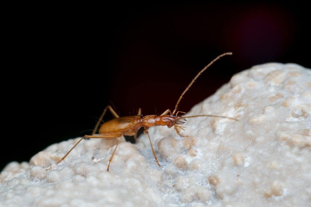 Cave beetle (Duvalius ferreresi), endemic troglobitic ground beetle species photographed in Cova de Sa Campana, Escorca, Mallorca, Balearic Islands, Spain, representing Iberian cave biodiversity