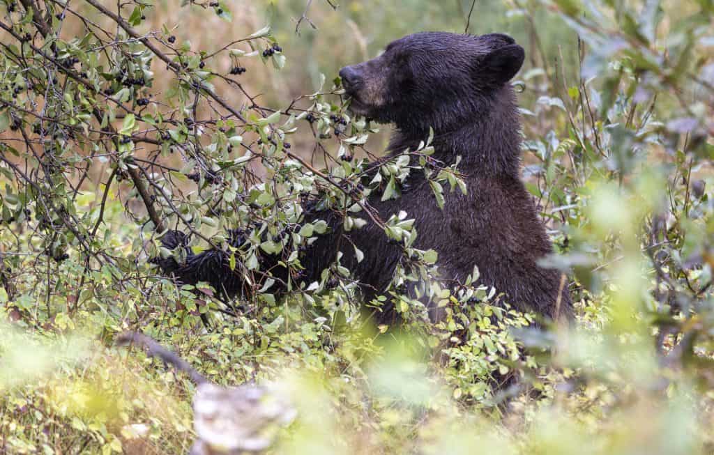 Black Bear Eating berries in Autumn in Grand Teton National Park Wyoming