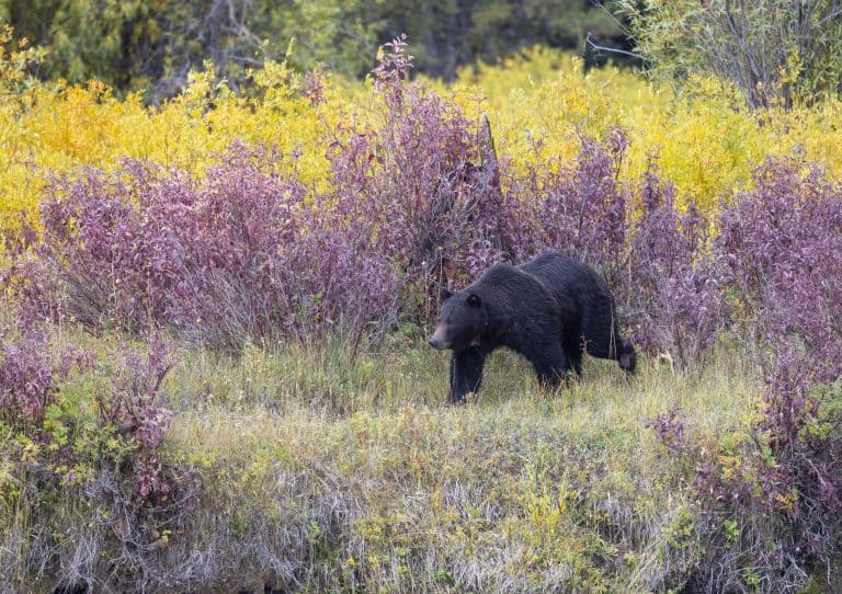Grizzly Bear in Grand Teton National Park Wyoming in Autumn