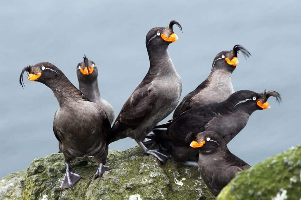 marine birds of the  Commander Islands