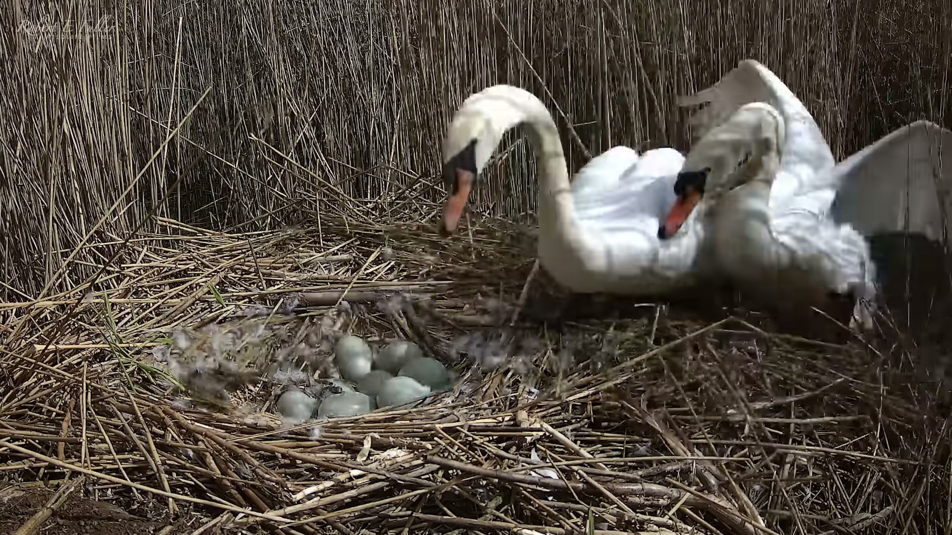Two swans at nest with visible eggs, dynamic mating behavior