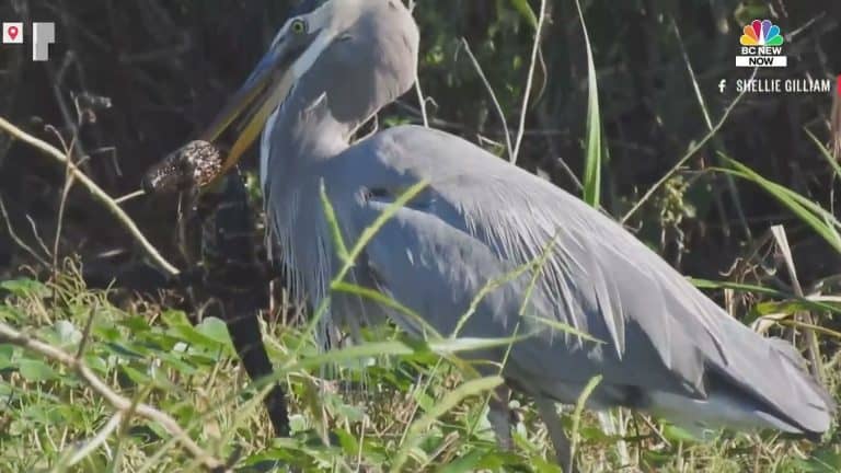 Heron with prey clearly visible, dramatic close-up