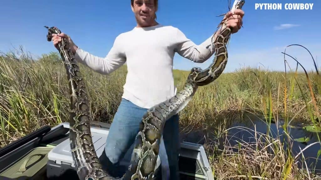 Man proudly displaying massive python with both arms spread wide