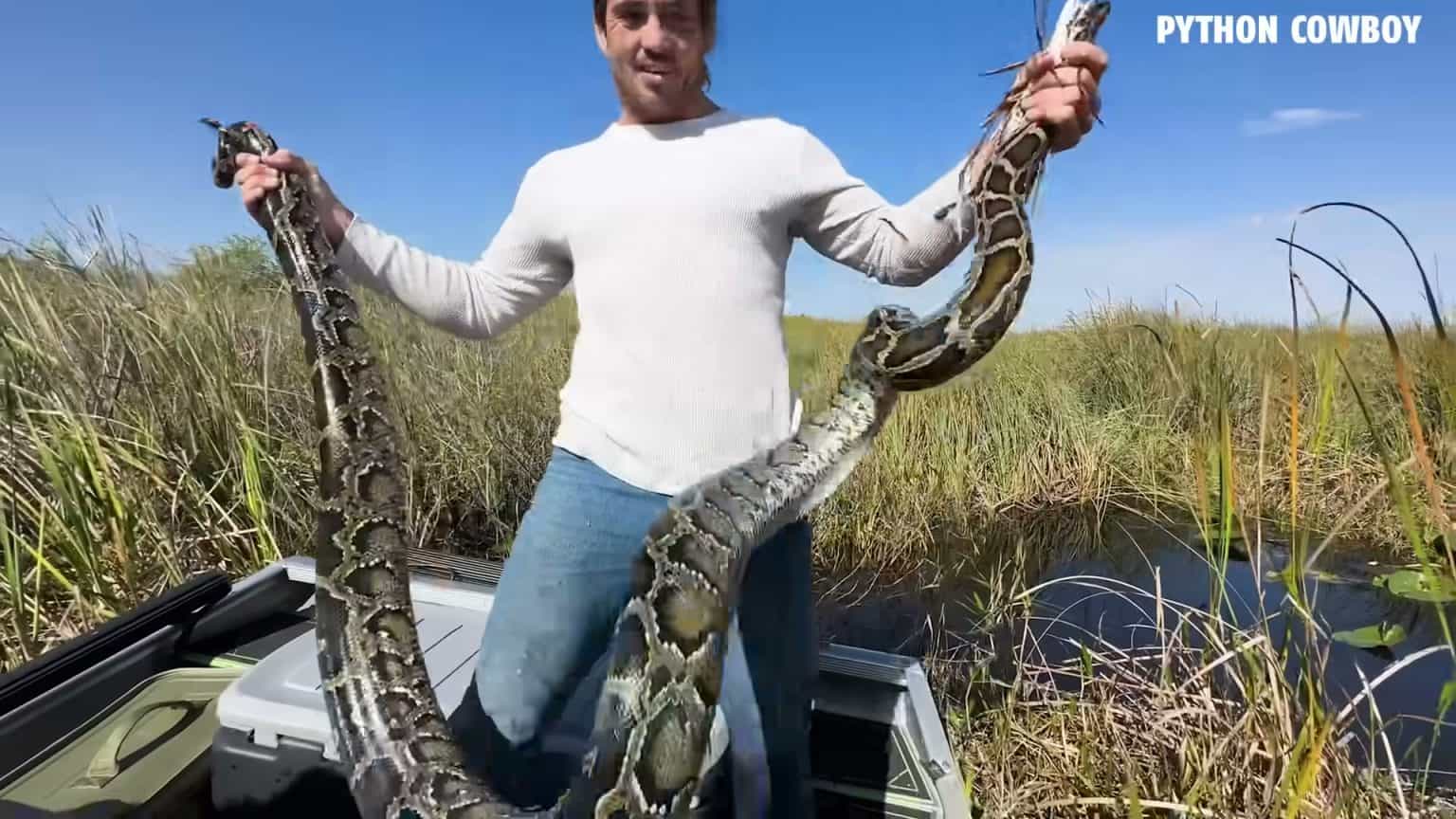 One Hunter Caught 96 Pythons in the Everglades and Walked Away With the ...