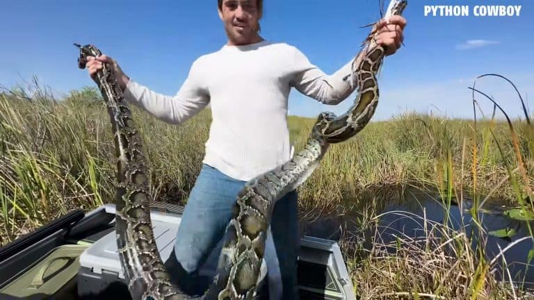 Man proudly displaying massive python with both arms spread wide