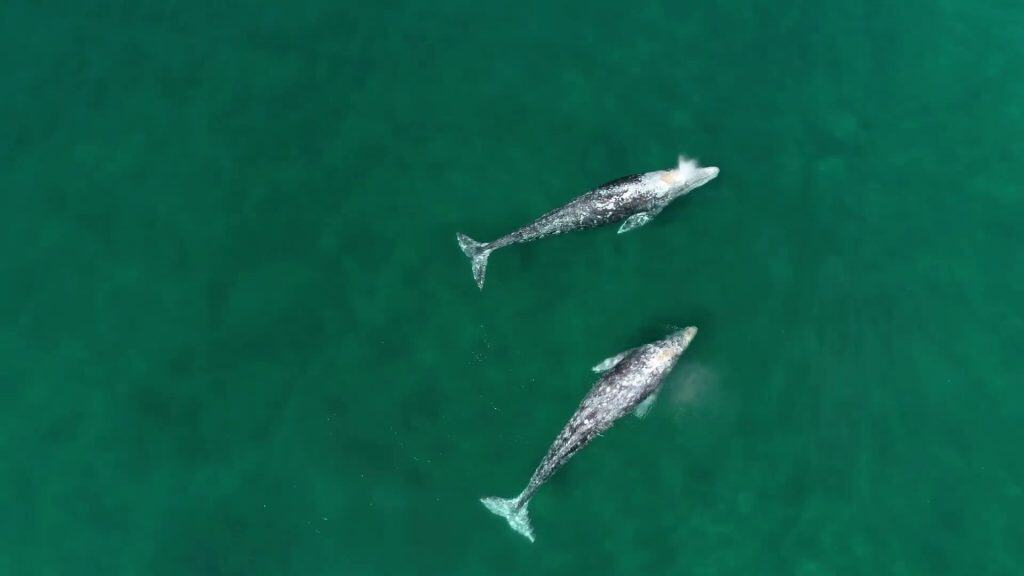 Sharp aerial gray whales, both fully visible