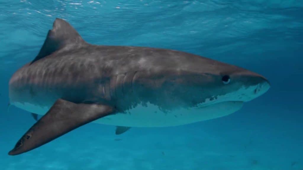 Massive tiger shark full body clear water