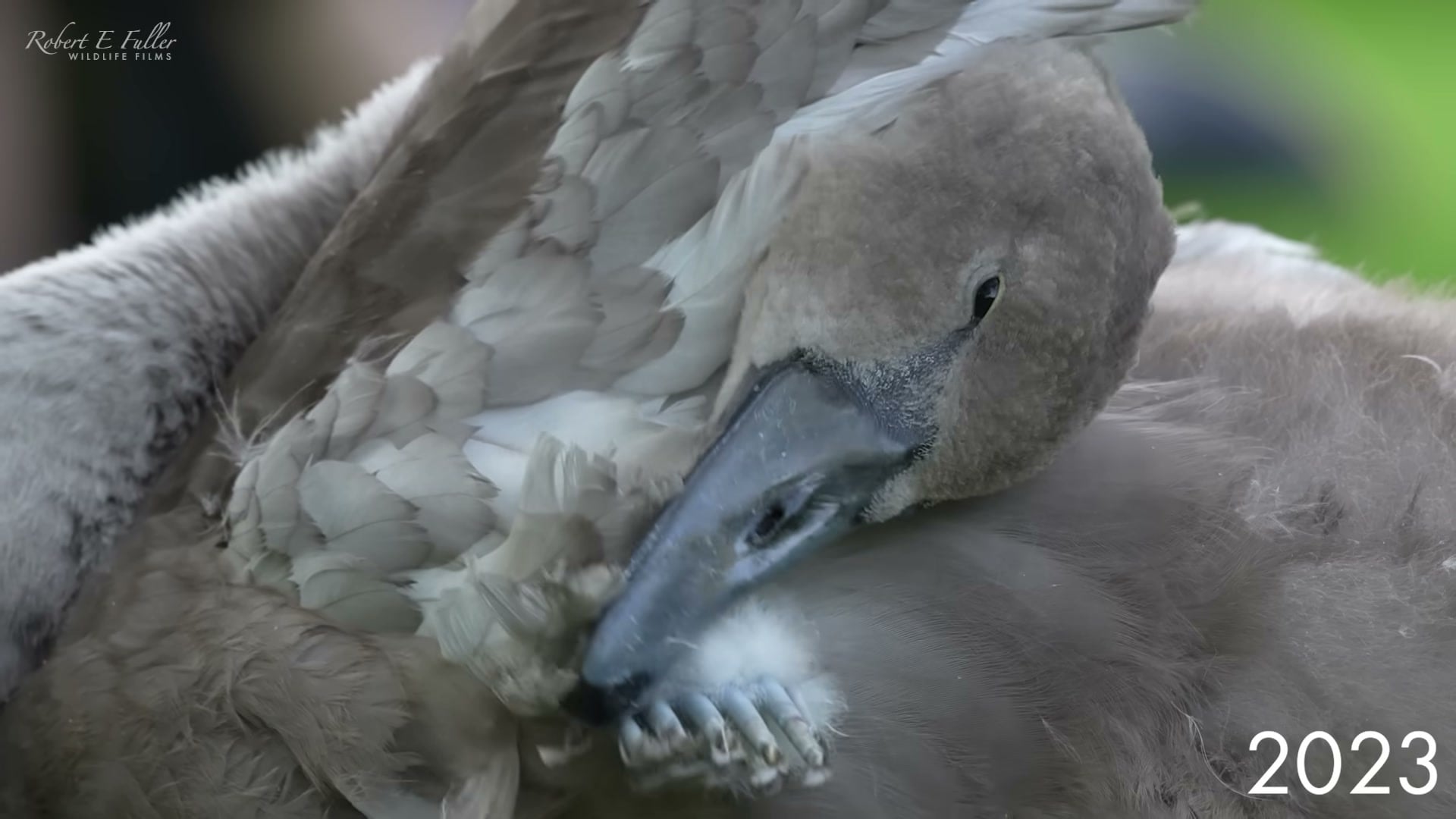 Extreme close-up of juvenile swan preening, sharp and intimate