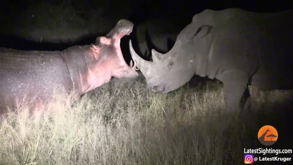 Hippo wide open mouth threatening rhino, peak drama