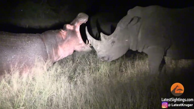 Hippo wide open mouth threatening rhino, peak drama
