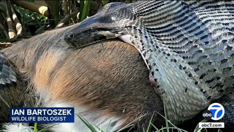 Python actively consuming deer, striking and visceral