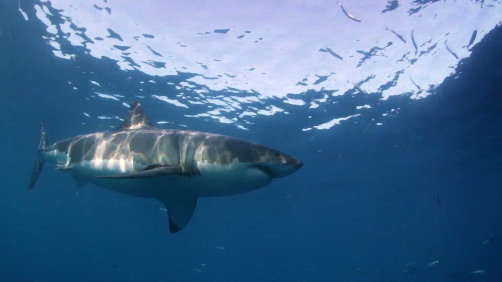 Great white shark pristine profile with light dappling