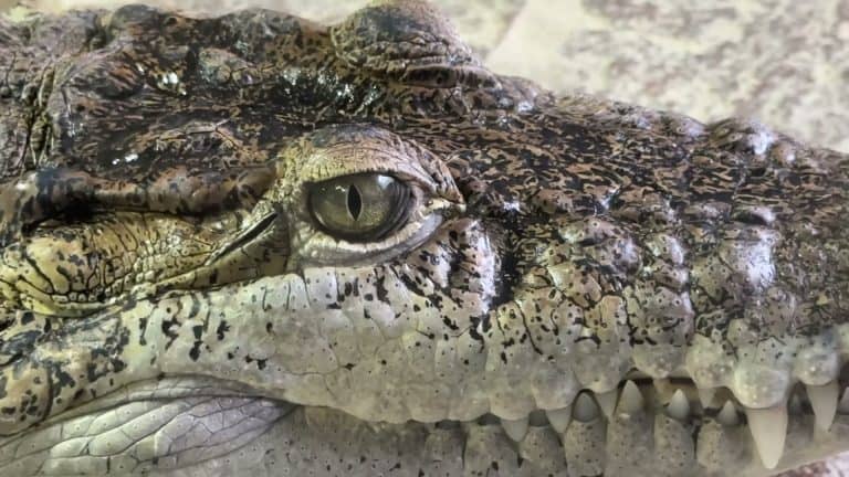 Stunning extreme close-up of crocodile eye, exceptional detail