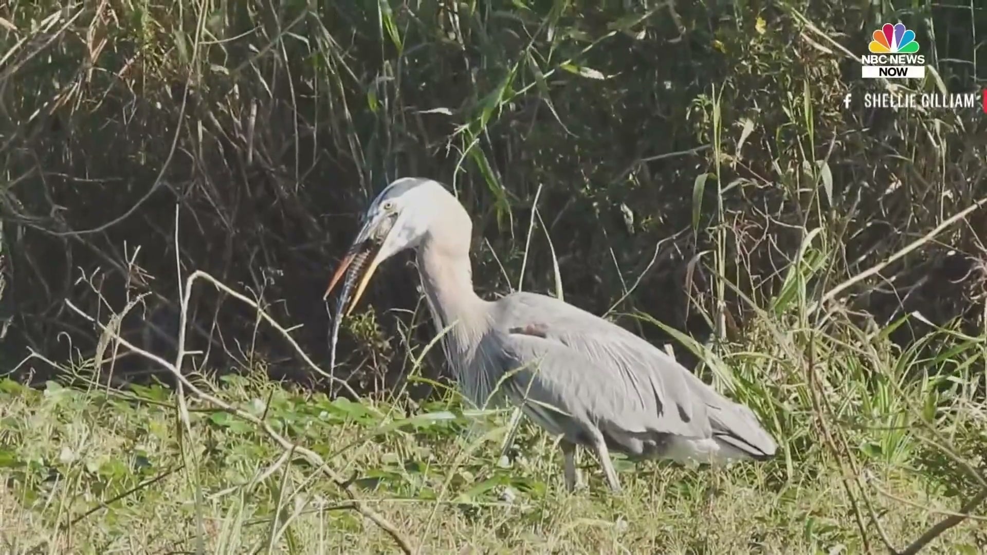 Heron with prey in beak, good full-body framing