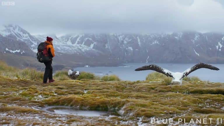 Researcher watching albatross spread wings, epic landscape
