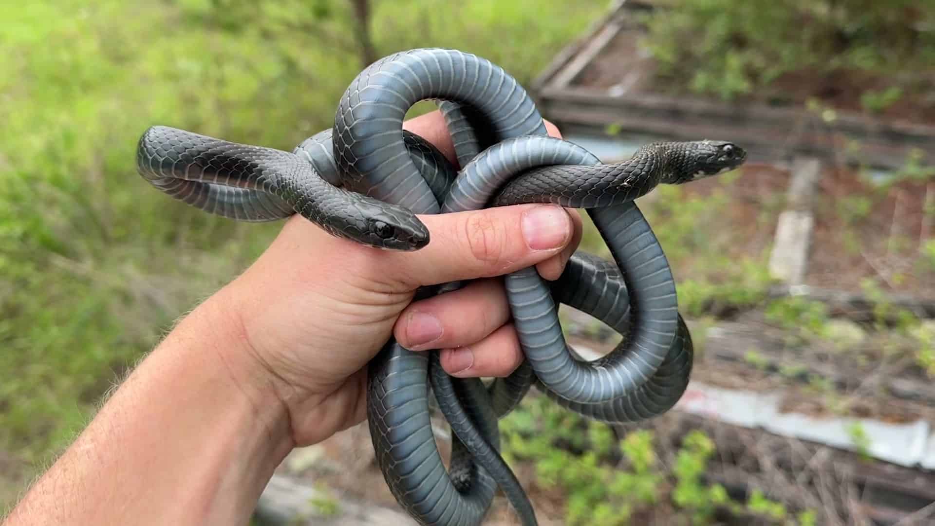 Multiple black racers tangled in hand, very eye-catching