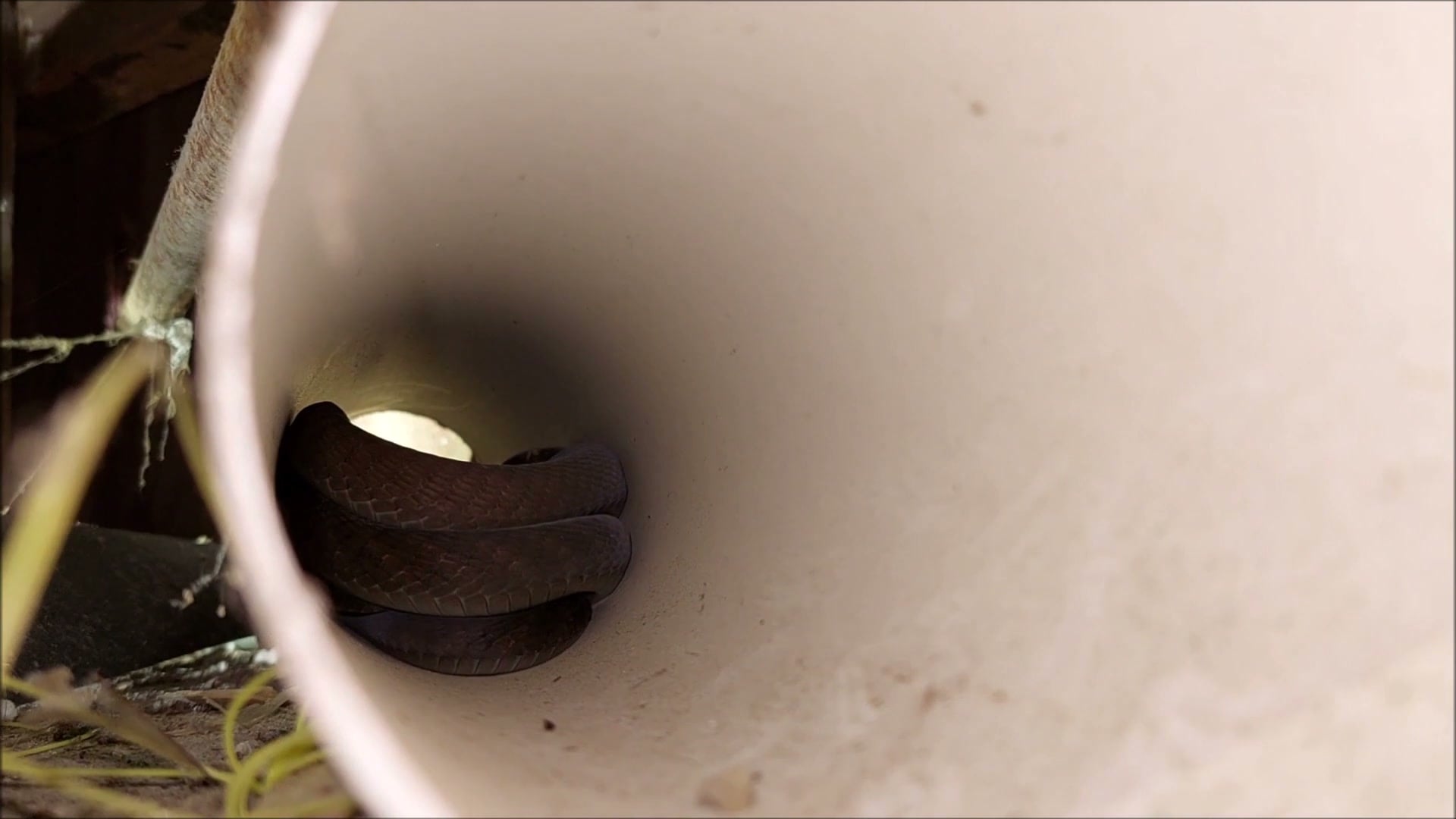 Snake coiled in pipe opening, strong composition and scale sense