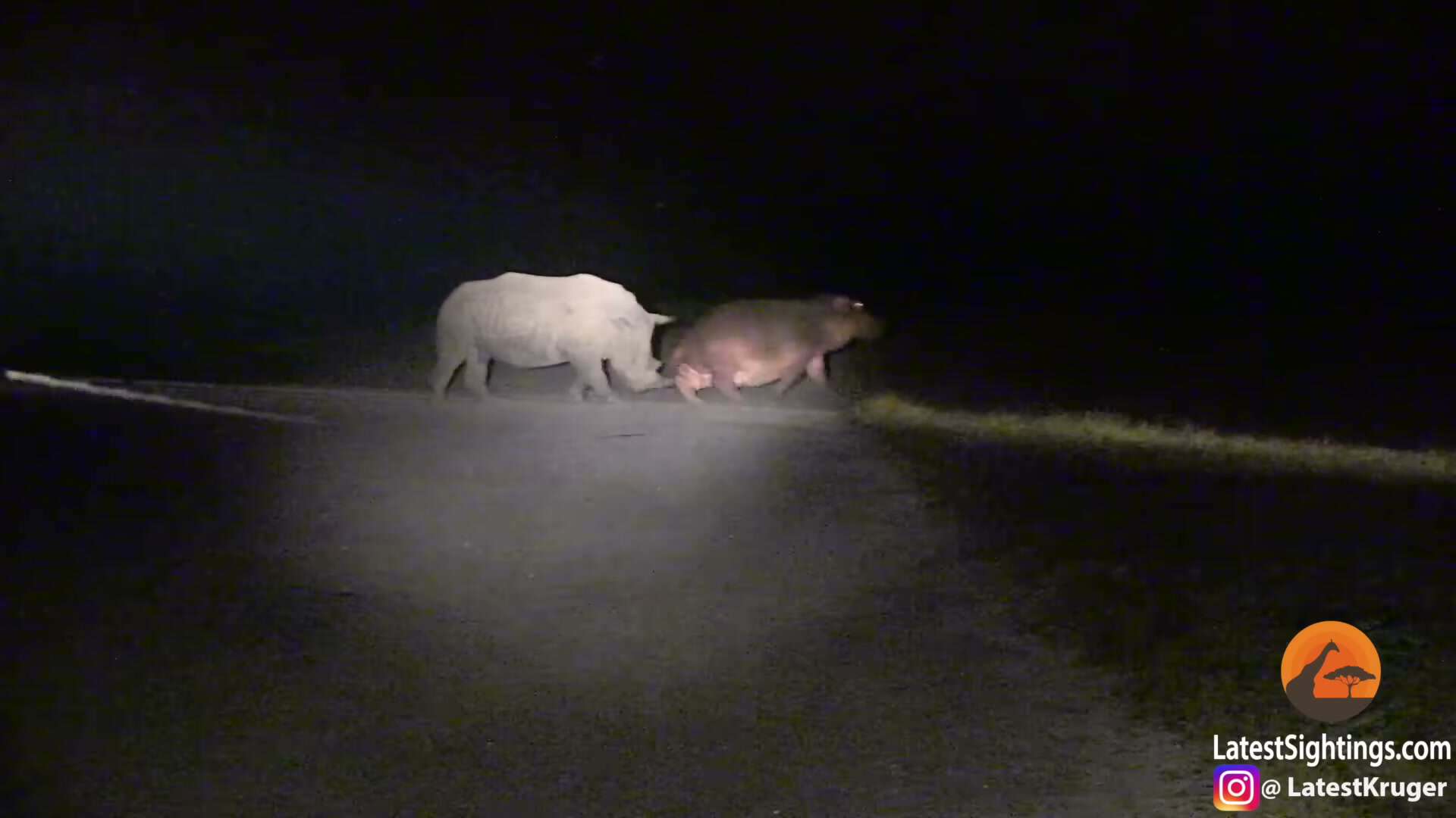 Wide road shot, animals small but confronting