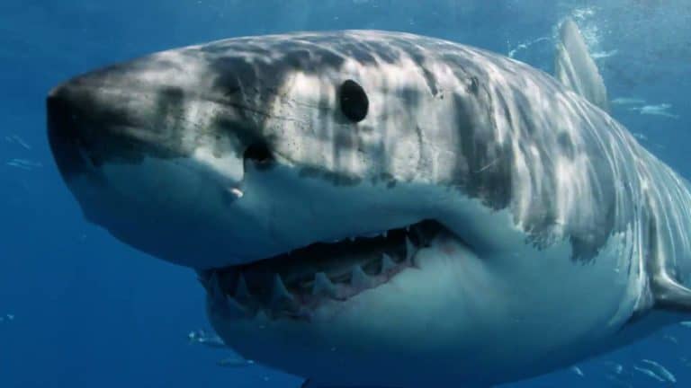 Perfect open-jaw close-up, razor-sharp detail