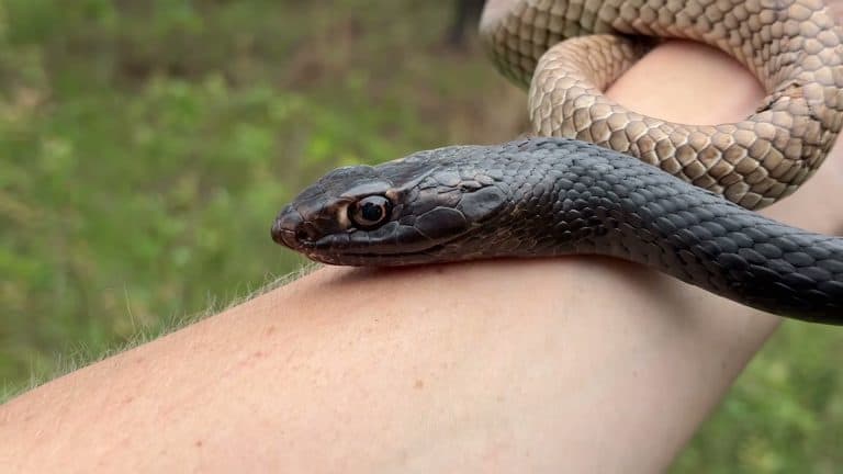 Extreme close-up of snake head on wrist, stunning detail