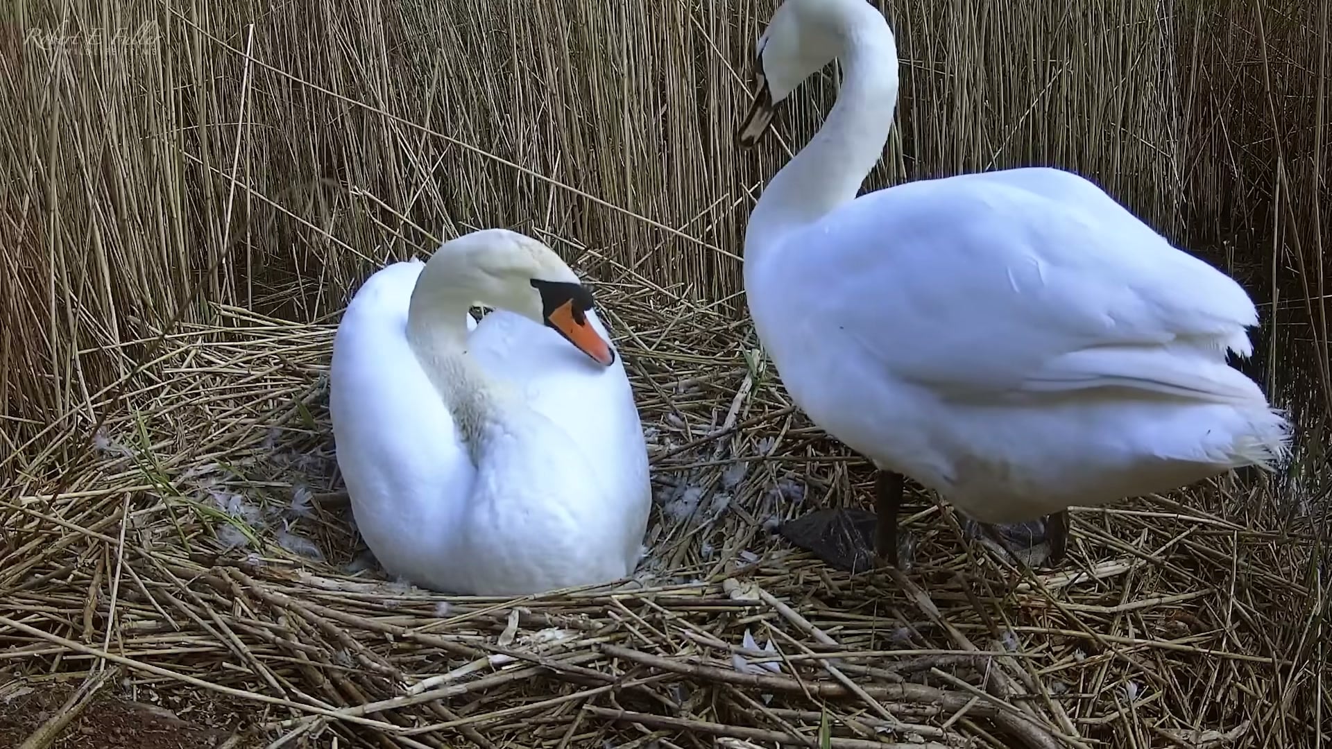 Clean two-swan nest shot, sharp, good lighting and framing