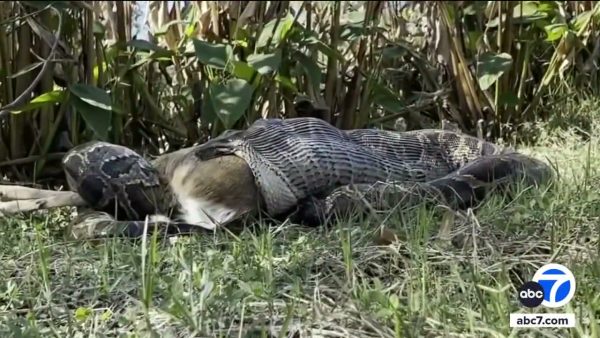 A 115-Pound Python Swallowed a 77-Pound Deer in Florida. Biologists Say ...