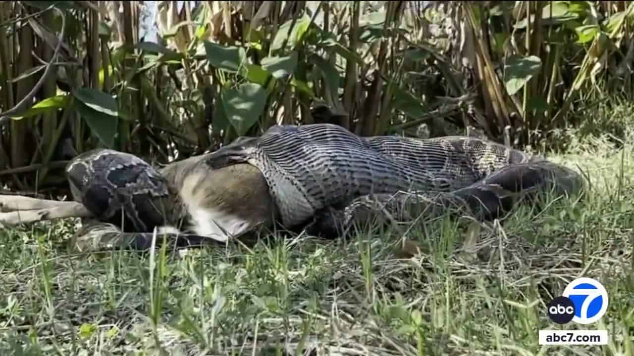 Wide shot python with prey, less intimate impact