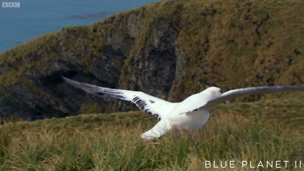 Albatross in low flight over grass, dynamic action shot