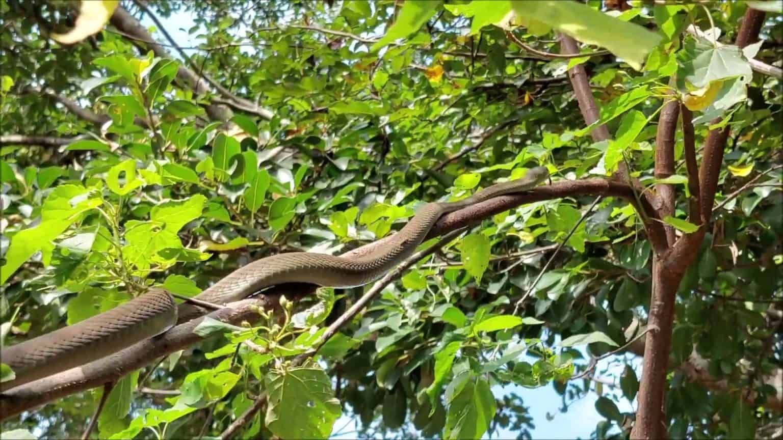 How Fast Are Black Mambas? Discover Their Top Striking and Slithering ...