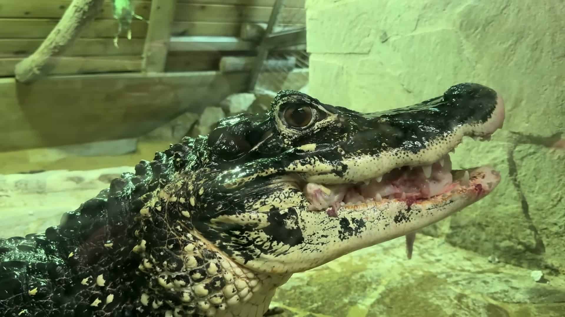 Extreme close-up caiman eye and teeth with food - excellent detail