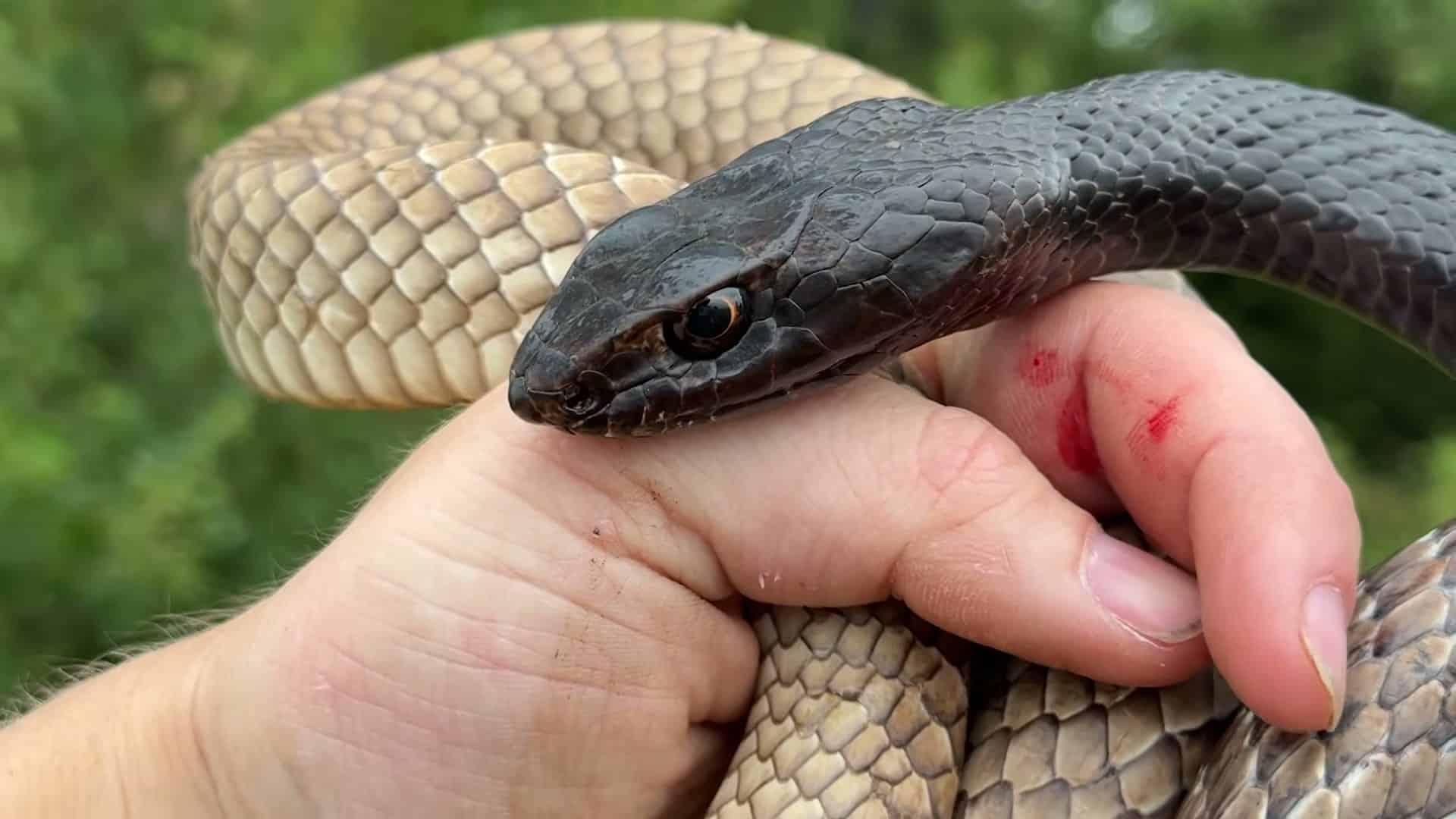 Snake bite visible on hand, high drama close-up