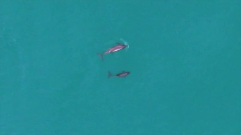Mother and calf vaquitas aerial, vivid teal, hopeful