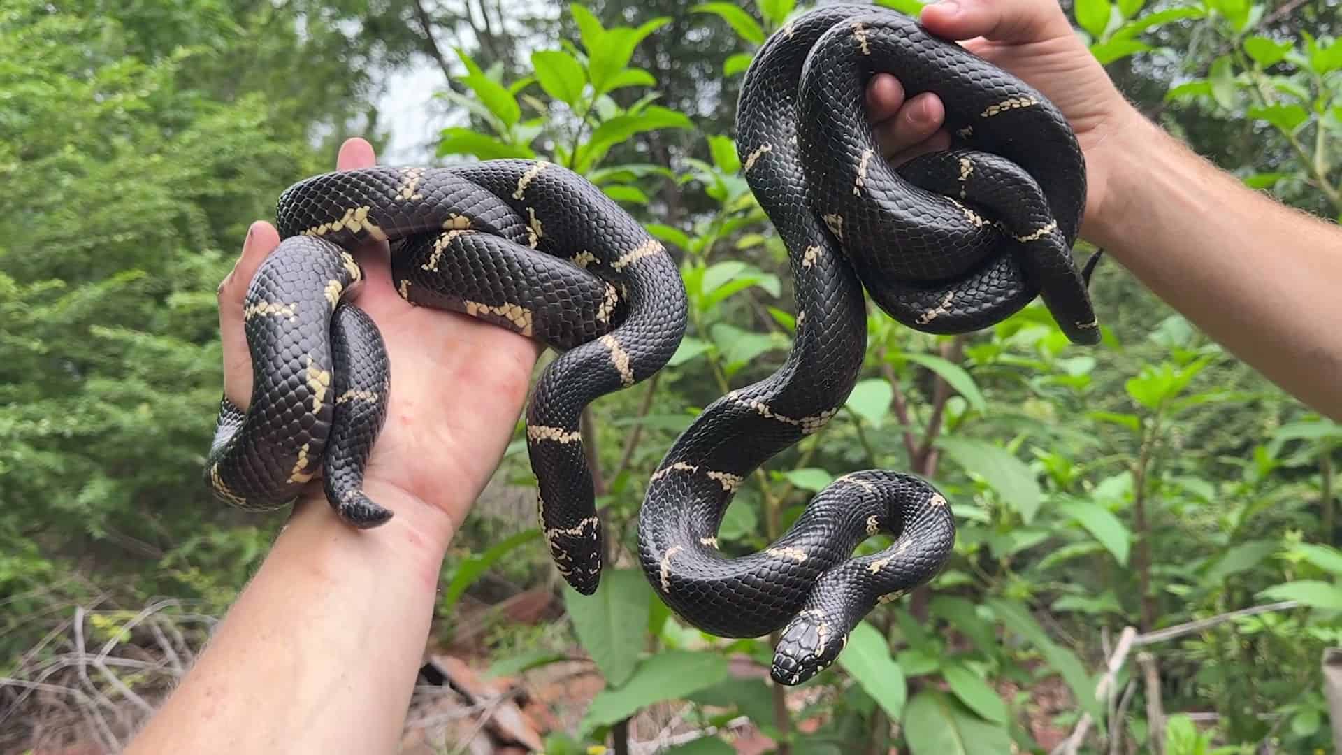 Two kingsnakes held up together, bold and impressive