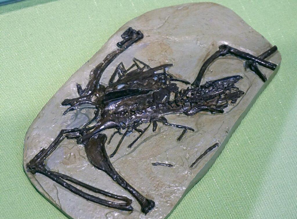 Gansus yumenensis fossils