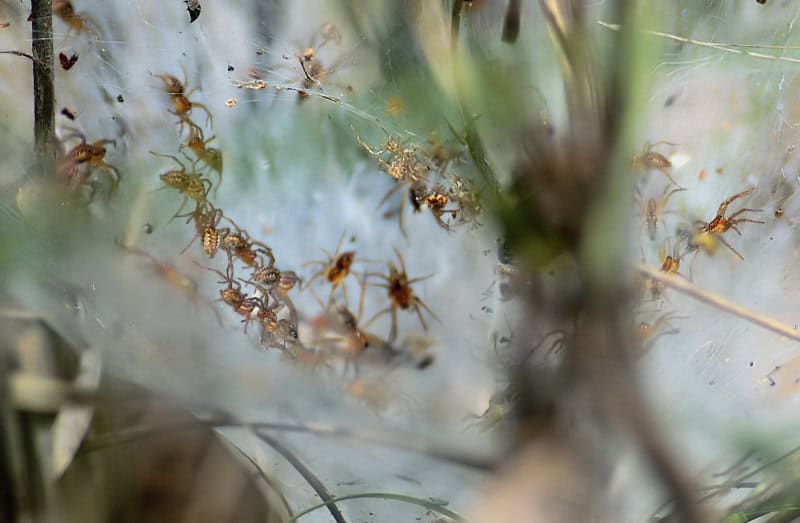 Social spiders