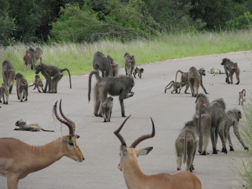 impala & baboons