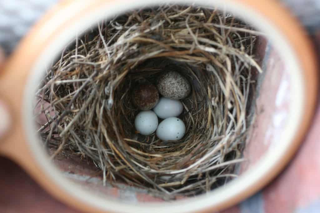 House Finch - 3 / Brown-Headed Cowbird - 2