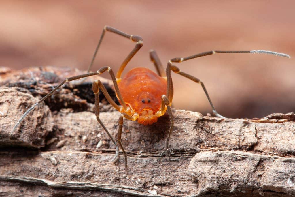 Orange spider-like creature with 8 long brown legs sitting on horizontal bark