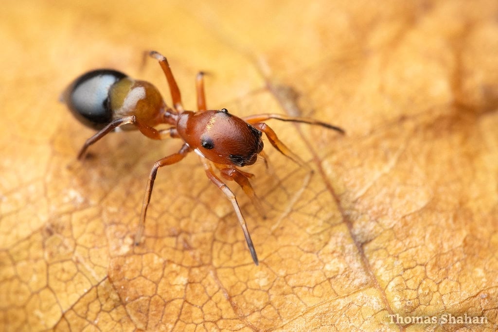Peckhamia sp - Ant Mimicking Jumping Spider