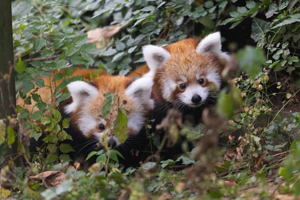Red pandas born at Zoo Knoxville in 2025