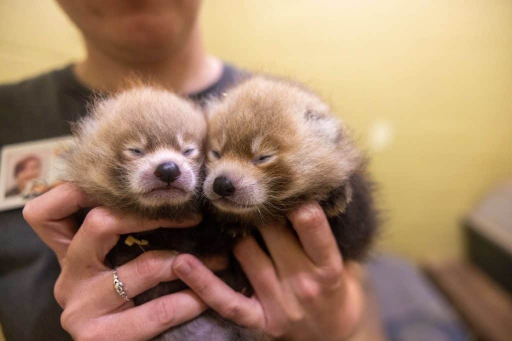Baby red pandas born in June 2026 at Zoo Knoxville