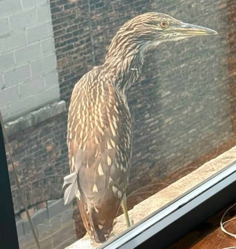 Black-crowned night heron outside office window
