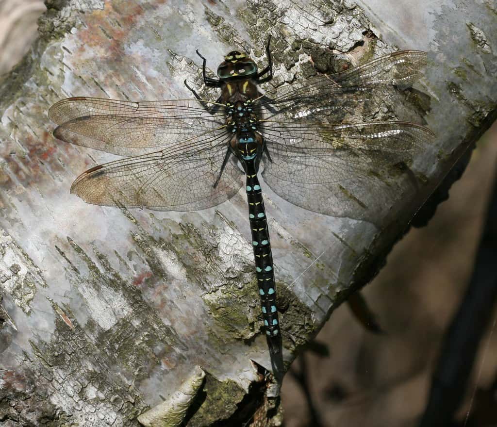 Aeshna juncea (male)