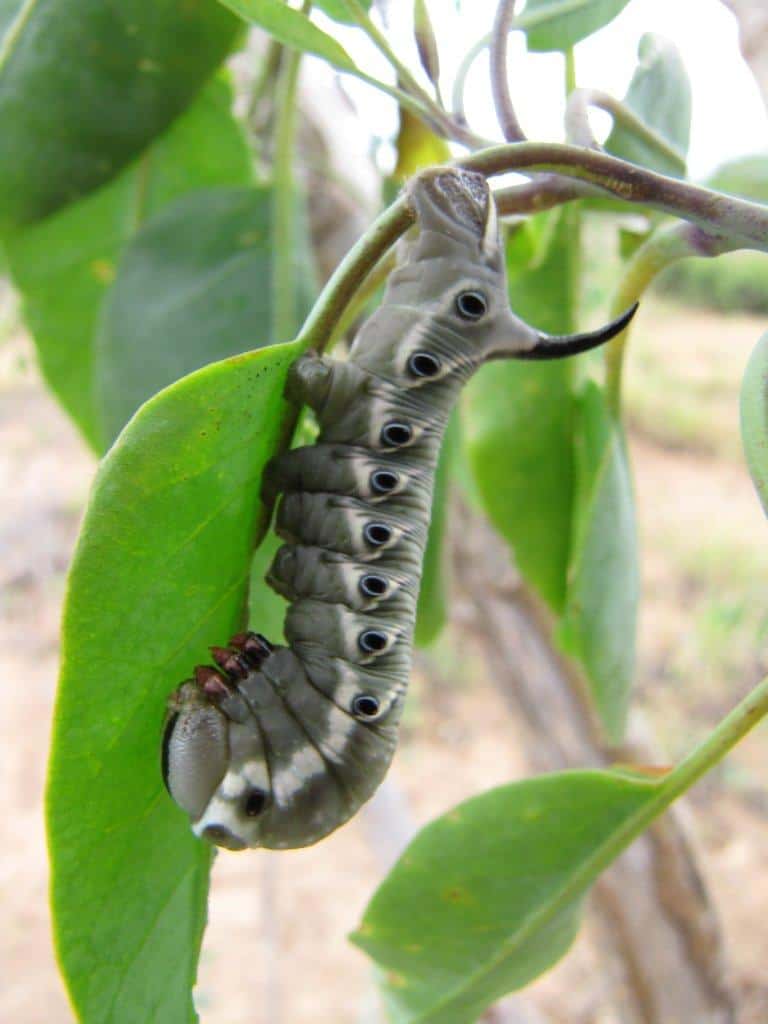 Larva - Manduca blackburni