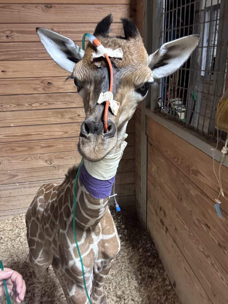 Tanganyika Wildlife Park