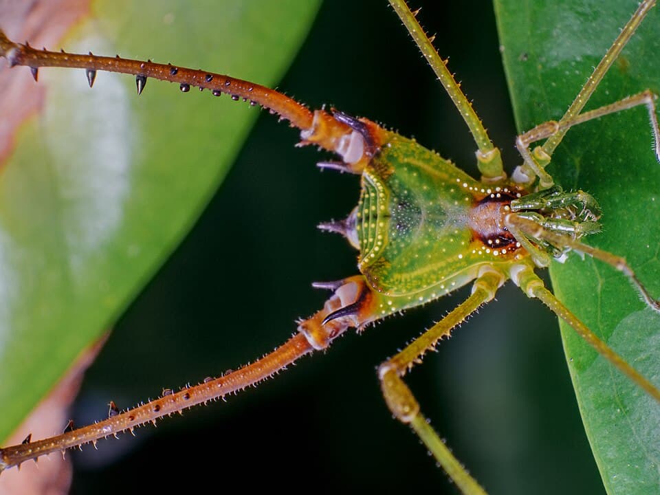 Colorful spider-like 8-legged creature on a leaf