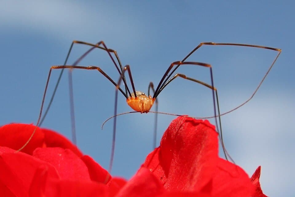 Spider-like animal with eight long legs sitting on a red flower