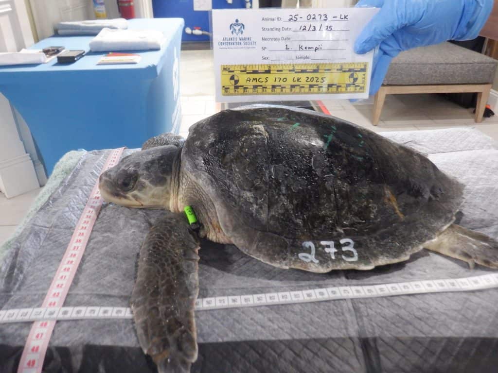 Pancake at the Atlantic Marine Conservation Society's Sea Turtle Care Facility