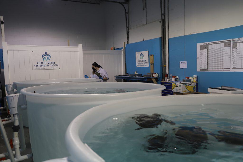 Sea turtles swimming at the Atlantic Marine Conservation Society's Sea Turtle Care Facility